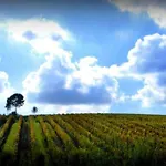 Al Campanaro Bed & Breakfast 3*